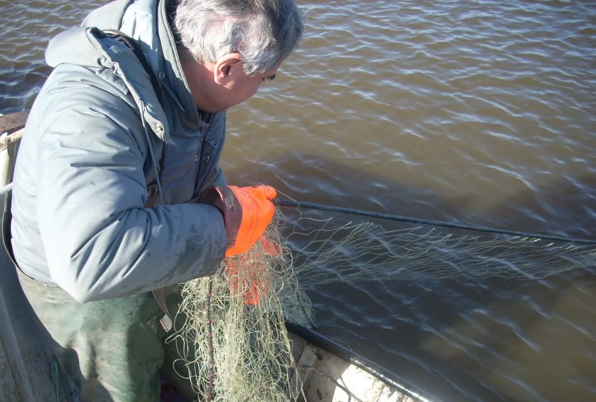 Mark Morgan Encourages People to Eat MO Carp